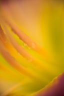 Abstract;Abstractions;Bloom;Blossom;Blossoms;Damp;Dew;Dewy;Drop;Droplet;Floret;F