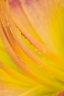 Abstract;Abstractions;Bloom;Blossom;Blossoms;Damp;Dew;Dewy;Drop;Droplet;Floret;F