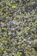 Rock;Lichen;Geological;Rock-Formations;Geology;Abstractions;Gray;Boulder;Pattern