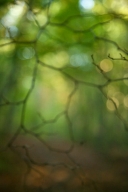 Abstract;Abstractions;Bark;Branch;Branches;Brown;Bush;Footpath;Green;Herbaceous;