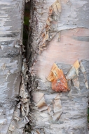 Abstract;Abstraction;Birch-Tree;Brown;Calm;Close-up;Gold;Green-Mountain-National