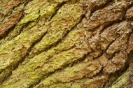 bark;Leafy;Abstract;Plant;Rachel;Herbaceous;Tree-Trunk;Abstractions;Bush;Allardt