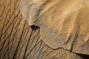 Abstract;Abstractions;Animal;Animals;animals;Brown;Elephant;Mammal;Patterns;Shap