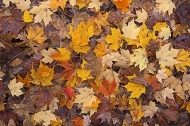 -Abstract,;Fall,;Leaves,;Season;Pattern;Yellow;Pattern;Mosaic
