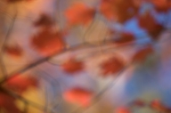 Abstract;Abstractions;Autumn;Big-South-Fork-National-Recreation-Area;Blue;Fall;F