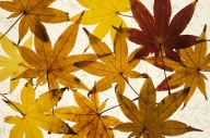 Abstract;Abstractions;Brown;Close-up;Foliage;Leaf;Leafy;Leaves;Maple;Patterns;Sh