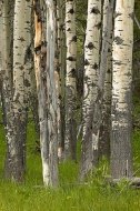 Trees;Abstract;Forest;Tree;Wyoming;Yellowstone;Yellowstone-National-Park;Abstrac