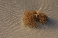 Desert;Sand;Plant;Dry;Hot;Sage;Abstract;Abstractions;Patterns;Shapes;Textures