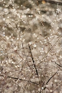 Dew;Details;Water;Abstract;Reflections;Drop;Moisture;Droplet;Morning;Bead;Dewey;