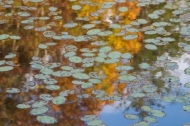 Oneida;Lily-Pads;Shapes;plants;Reflections;Chaos;botany;Patterns;plant;Reflectio