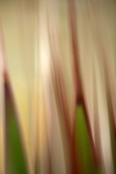 Shapes;flora;Cacti;greenery;Green;shrub;Brown;botany;vegetation;Patterns;herb;Ta