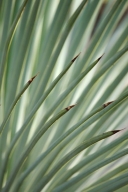 greenery;herbage;botany;botanicals;herb;Shapes;Abstractions;Patterns;Agave;plant