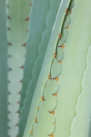 shrub;botanical;Cactus;Agave;Abstract;plants;Textures;Patterns;greenery;Aqua;Suc