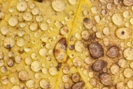 Abstract;Abstraction;Autumn;Brown;Close-up;Dew;Dewy;Drop;Droplets;Fall;Fallen;Fa