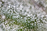Abstract;Abstraction;Calm;Close-up;Dew;Droplets;Drops;Healing;Line;Macro;Modern;