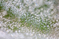 Abstract;Abstraction;Calm;Close-up;Dew;Droplets;Drops;Healing;Line;Macro;Modern;