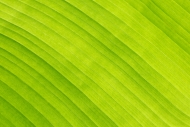 Abstract;Abstraction;Blossom;Blossoms;Botanical;Calm;Close-up;Concepts;Detail;En