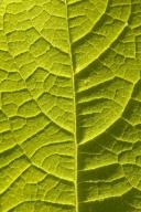 Leaf;Leaves;Leafy;Foliage;Vein;Textures;Shapes;Patterns;Abstractions;Abstract