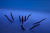 Bark;Beach;Beaches;Blue;Branch;Branches;close-of-day;dusk;evening;eventide;Flori