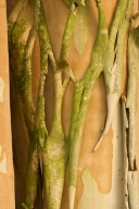 Abstract;Abstractions;Bark;Branch;Branches;Bush;Herbaceous;Leafy;Patterns;Plant;