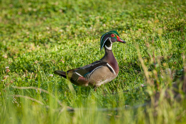 Aix sponsa;Animals;Bird;Birds;Brown;Calm;Duck;Feather;Habitat;Mississippi;Nature;Plant;Seasons;Spring;Springtime;Swamp;Tan;United States;Water;Wildlife;Wings;Wood Duck;Yazoo National Wildlife Refuge;feathers;grass;green;landscape;oneness;peaceful;red;restful;serene;winged