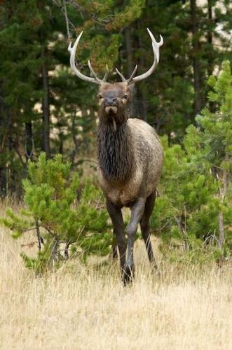 Wood;Forest;Wyoming;Evergreen;antlers;Cervus canadensis;Timberland;Woods;grass;Autumn;pines;Mammal;bull;Timber;wapiti;Elk;Fall;Woodlands;pine;Woodland;fir