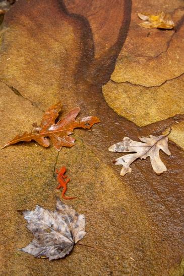 Abstract;Abstractions;Allardt;Amphibian;Animals;Botanical;Brown;Calm;Colditz Cove;Eft;Fall Scenes;Fallen;Fallen Leaves;Flowers & Plants;Forest;Geology;Gold;Leaf;Leaves;Macro;Maple;Natural;Nature;Newt;Northrup Falls;Oak;Pastoral;Red Spotted Newt;Rock;Rocks;Salamander;Stock categories;Stone;Striations;Tan;Tennessee;Textures;United States;Wabi Sabi;Wildlife;Woodland;Woods;amphibian;bark;colorful;foliage;leaves;oneness;orange;outdoors;patterns;peaceful;plants;red;serene;shapes;soothing;tranquil;trees;vegetation;zen