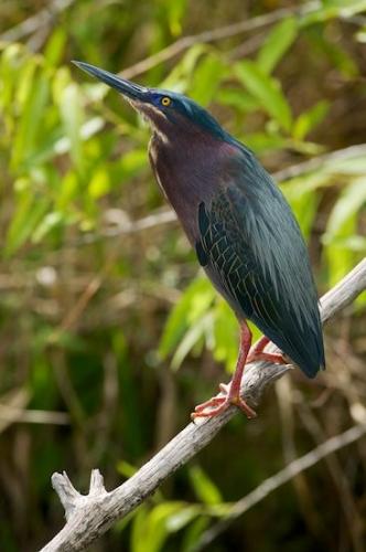 animals;Green Heron;Bird;Green;branch;heron;Teal;Limb;Butorides virescens;animal;Maroon;wildlife;Brown;Gray;bird;Magenta;Blue