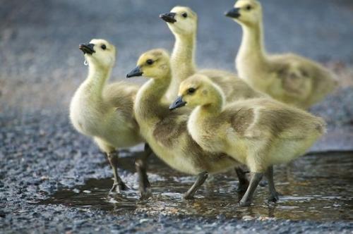 Feather;Goose;babies;Canada Goose;Feathers;Avian;Birds;Bird;Baby;Geese;Winged;Wings;Gosling