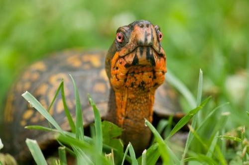 Reptile;Animals;Eastern Box Turtle;Terrapene carolina;Turtle