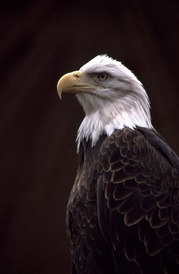 Birds;Eagle;Bald;North American;Wildlife