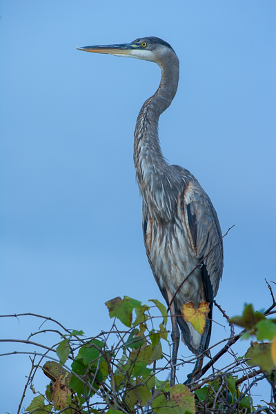 Animal;Animals;Avian;Beak;Bird;Birds;Blue;Calm;Feather;Nature;Ornithology;Pastoral;Stock categories;Wildlife;Wings;Yellow;feathers;green;leaves;oneness;peaceful;restful;serene;soothing;tranquil;winged;zen