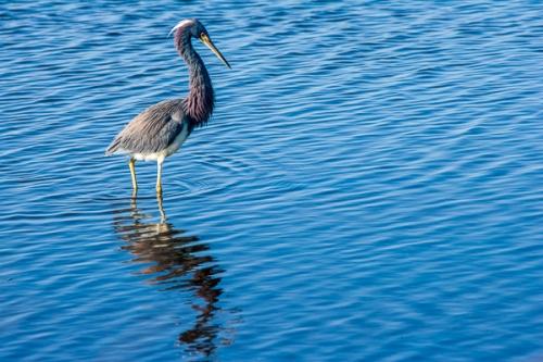 Animal;Animals;Avian;Beak;Bird;Birds;Blue;Calm;Feather;Florida;Healing;Health care;Healthcare;Merritt Island National Seashore;Ocean;Ornithology;Pastoral;Seascape;Stock categories;Tricolored Heren;United States;Water;Waves;Wildlife;Wings;feathers;oneness;peaceful;restful;sea;serene;soothing;tranquil;winged;zen