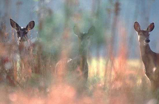 Deer;Mammal;Grass;Soft Focus