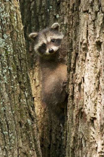 Raccoon;Tennessee;wildlife;tree;Gray;Tan;Animal;tree trunk;Beige;Brown;Mammal;trees;Animals