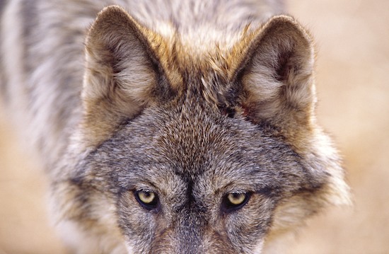 Animal;Animals;Canis lupis;Gray Wolf;Mammal;Mammals;Natural;Nature;Predator;Timber Wolf;wildlife;Wolf;Wolves