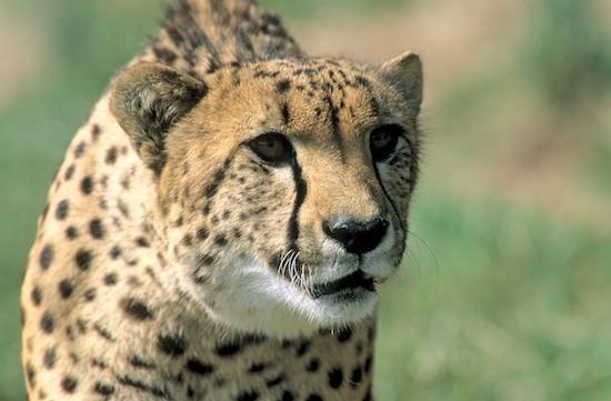 Acinonyx jubatus;agility;Animal;black;brown;Cat;closeup;Concepts & Emotions;fur;hunt;Mammal;Predator;prowl;speed;Spotted;strength;survivor;tan;white;Cheetah