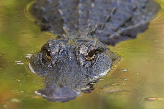 Alligator;Reptile;Okefenokee;National Wildlife Refuges