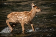Animals;Brook;Cervus-canadensis;Creek;Elk;Mammals;River;River-Bed;Riverbed;River