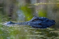 Alligator;Alligatoridae;Alligatorinae;American-Alligator;Animals;Georgia;Nationa