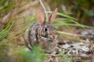 Animals;Brown;Eastern-Cottontail-Rabbit;Horizontal;Mammals;Rabbit;Tan;bunny;gras