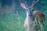 Animal;Animals;Brown;Buck;Calm;Cool-Colors;Cool-Palette;Cool-Tones;Deer;Fields;G