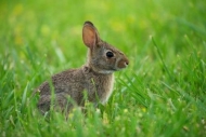 baby;Eastern-Cottontail-Rabbit;Tan;Rabbit;Green;mammal;Brown;wildlife;animal
