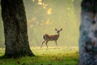 Alert;Autumn;Calm;Deer;Fawn;Flora;Forest;Mammal;Nature;Solitude;Spots;Sunlight;W