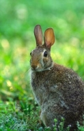 Green;Gray;mammal;Rabbit;animal;Brown;grass;Eastern-Cottontail-Rabbit;Tan