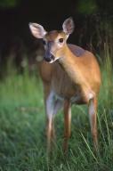 Mammal;Forest;Grass;Great-Smoky-Mountains;Tennessee;Doe;Deer;Whitetail