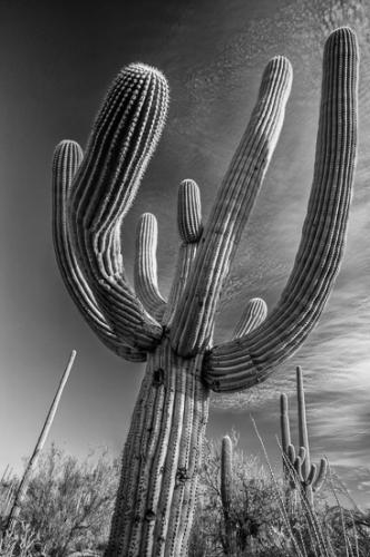Abstract;Abstractions;Arizona;Black and White;Botanical;Herb;Shrub;Stock categories;Textures;artsite;botanicals;botany;cactus;desert;flora;greenery;herbage;patterns;plant;plants;shapes;vegetation
