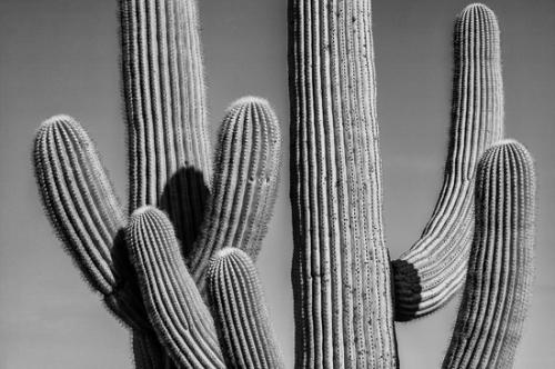 Abstract;Abstractions;Arizona;Black and White;Botanical;Cactus;Flora;Flowers;Herb;Shrub;Stock categories;Textures;artsite;botanicals;botany;cactus;flora;greenery;herbage;patterns;plant;plants;shapes;vegetation
