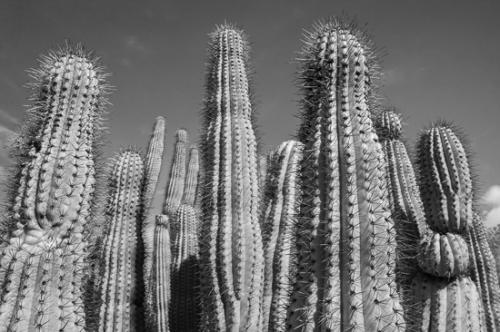 Arizona;Black and White;Blue;Botanical;Cacti;Cactus;Flora;Flowers;Green;Herb;Spines;artsite;botanicals;botany;color;greenery;herbage;plant;plants;vegetation