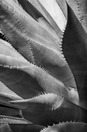 Arizona;Black and White;Botanical;Cacti;Cactus;Flora;Flowers;Green;Herb;Spines;artsite;botanicals;botany;color;greenery;herbage;plant;plants;vegetation